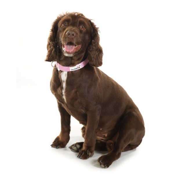 Doodlebone Originals Dog Collar Fuchsia 3 Sizes Online Sale